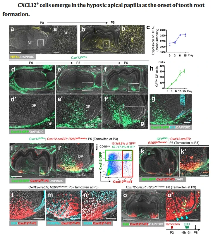 CXCL12 Cells Emerge In The Hypoxic Apical Papilla At The Onset Of Tooth Root Formation 1 1 1